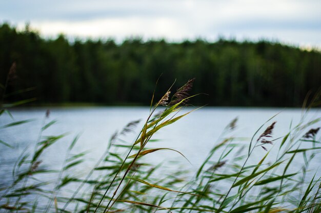 Coup de mise au point sélective de roseau à côté de la rivière se balançant dans le vent