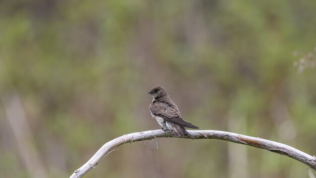 Coup de mise au point sélective d'un sand martin perché sur une branche