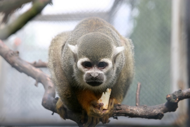 Coup de mise au point sélective d'un singe sur une branche d'arbre