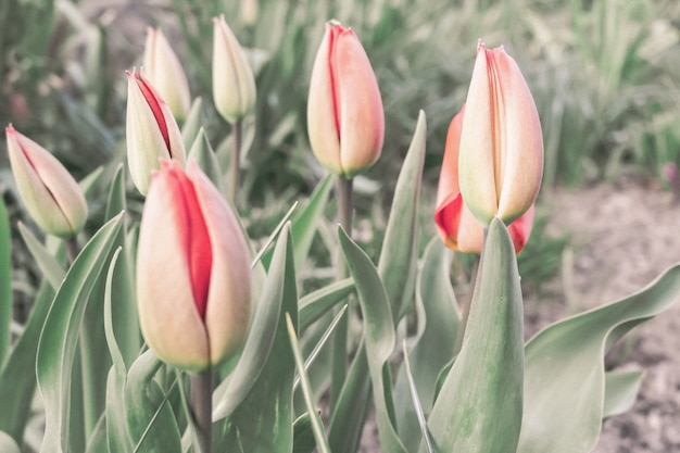 Coup de mise au point sélective de tulipes rouges et blanches poussant dans le domaine