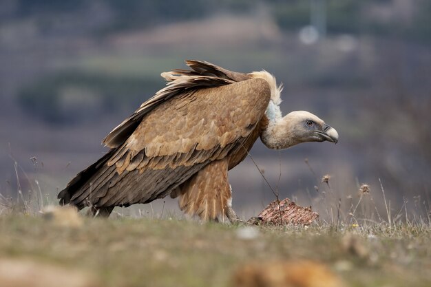 Coup de mise au point sélective d'un vautour se nourrissant d'un morceau de viande sur un champ couvert d'herbe