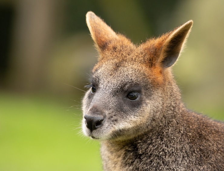 Photo gratuit coup de mise au point sélective d'un wallaby