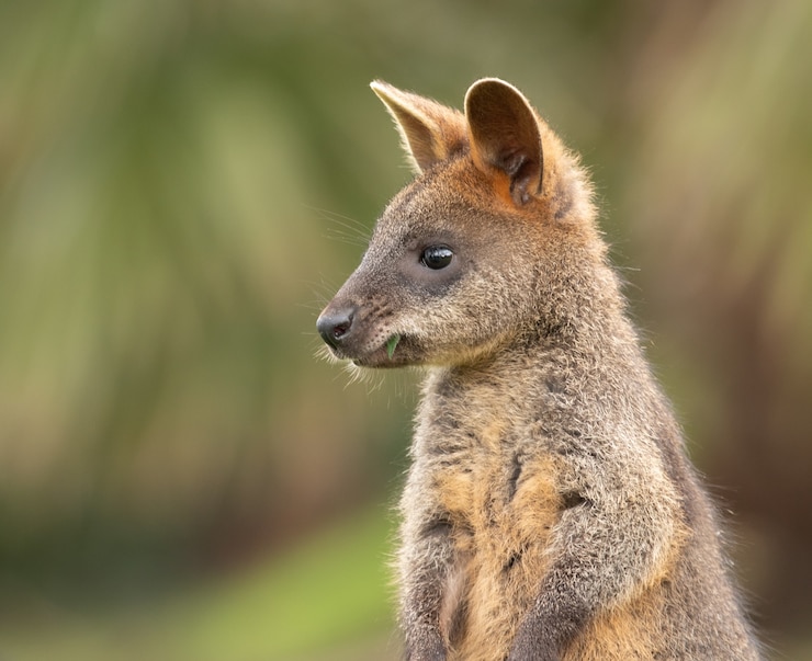Photo gratuit coup de mise au point sélective d'un wallaby