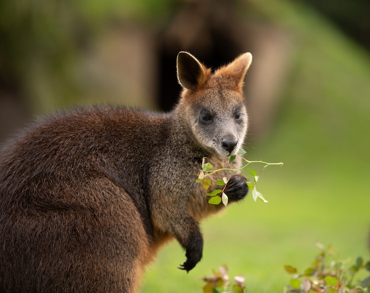 Photo gratuit coup de mise au point sélective d'un wallaby