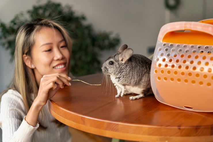 Photo gratuit coup moyen femme avec chinchilla mignon