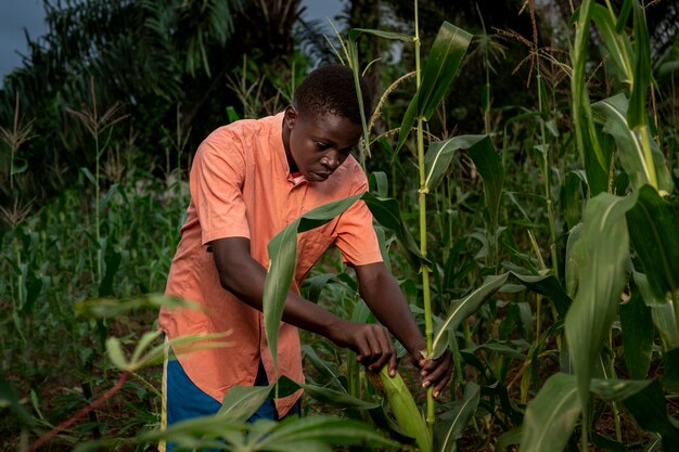 Coup moyen garçon travaillant dans un champ de maïs