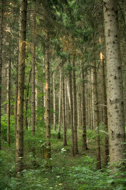 Coup vertical d'arbres en croissance sur le terrain sous la lumière du soleil