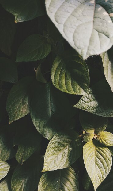 Coup vertical élevé des feuilles vertes poussant au milieu d'un jardin