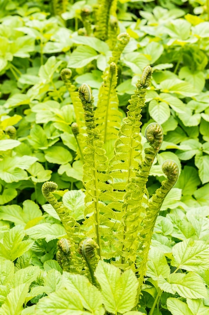 Coup vertical de fougères vertes poussant à côté d'autres plantes dans le domaine