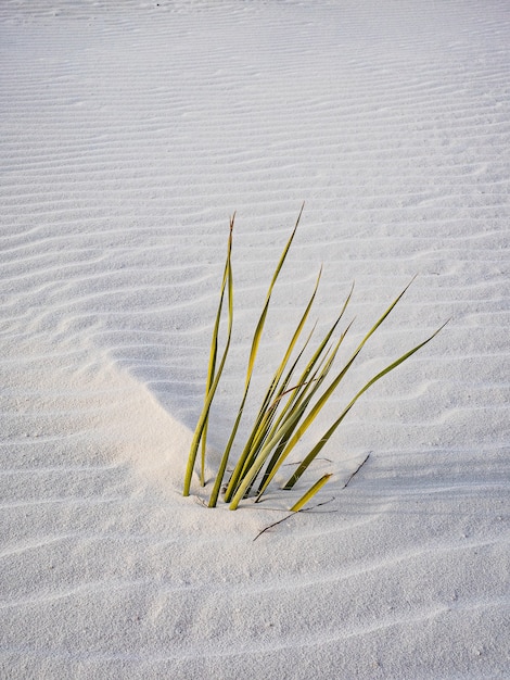 Coup vertical d'herbes marines à peine enterrées dans le sable blanc ondulant