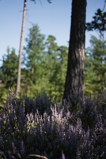 Photo gratuite coup vertical de lavande dans un champ couvert de verdure sous la lumière du soleil