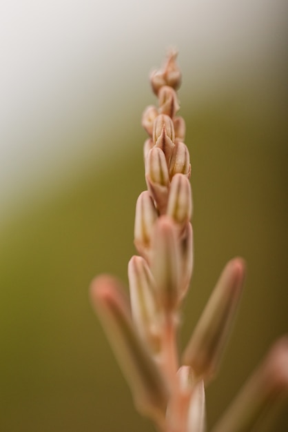 Photo gratuite coup vertical d'un maïs sur beige