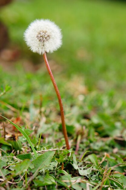 Coup vertical peu profond d'une fleur de pissenlit moelleux avec un arrière-plan flou