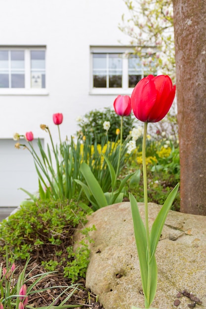 Coup vertical de tulipes rouges devant un immeuble