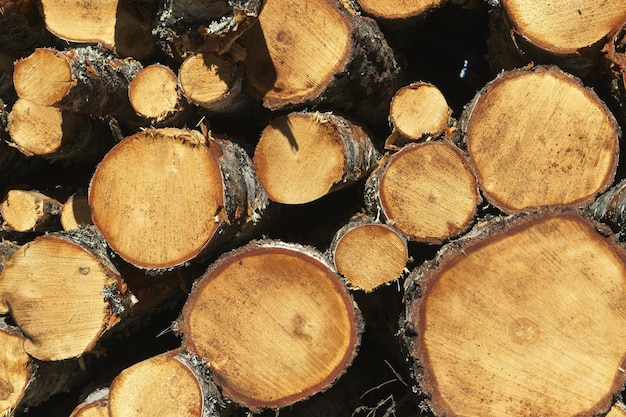 Photo gratuite couper le tas de grumes de bouleau empilé