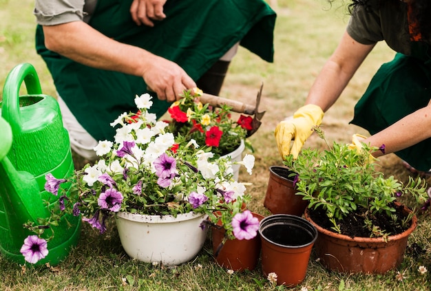 Couple de personnes âgées s'occupant des fleurs