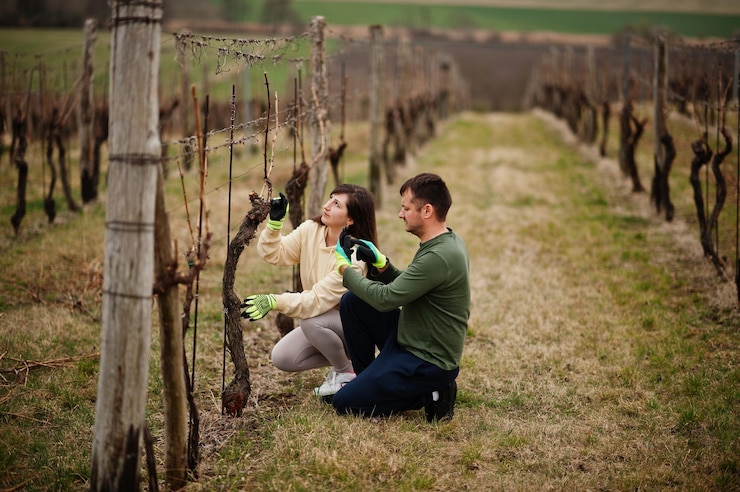 Photo gratuit un couple qui travaille dans la vigne au début du printemps