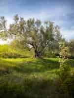 Photo gratuite cour avec un énorme arbre en istrie, croatie