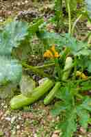 Photo gratuite courgettes