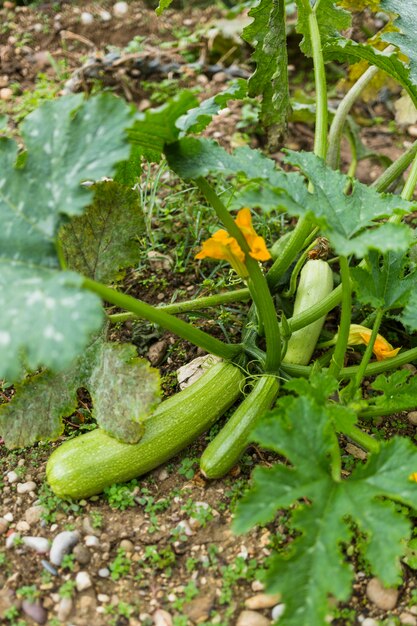 Courgettes