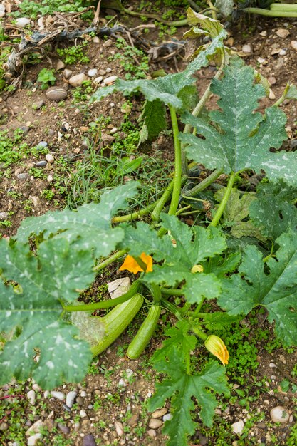 Courgettes