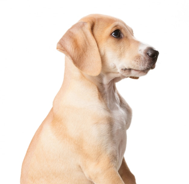 Court chien blond aux cheveux avec la bouche fermée fermer