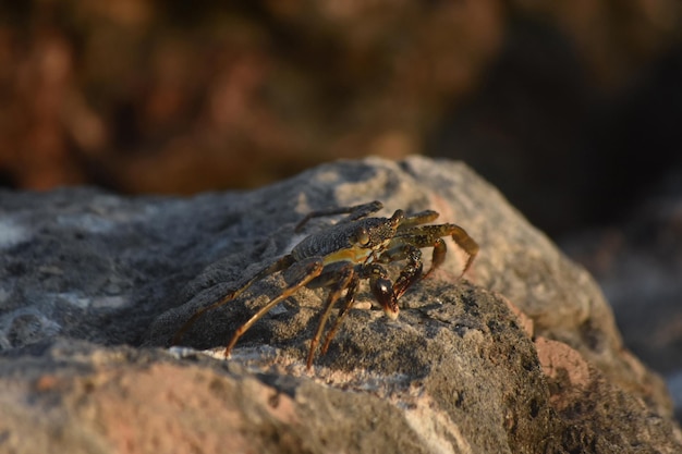 Crabe à carapace molle prenant du soleil sur une pierre de lave.