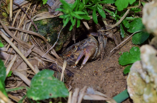 Crabe d'eau douce maltais, Potamon fluviatile, nid de terrier boueux.