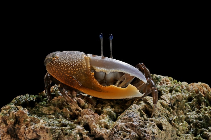 Photo gratuit crabe jaune sur branche
