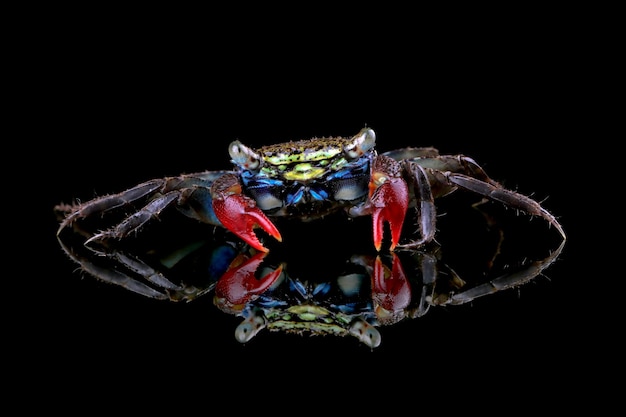 Crabe des marais à pince rouge de belle couleur