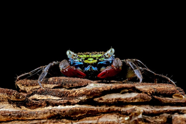 Crabe Sur Noir