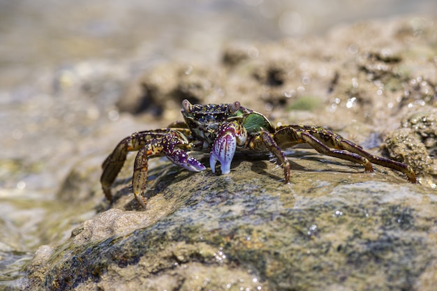 Crabe rouge et vert sur rocher