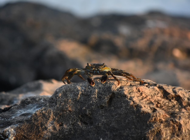 Crabe vivant en gros plan et personnel sur un rocher.