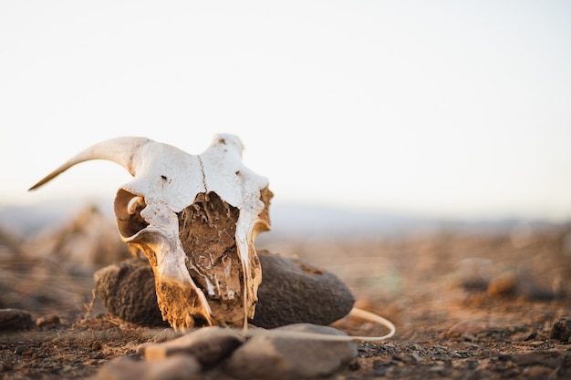 Crâne de chèvre effrayant dans le désert avec un ciel blanc