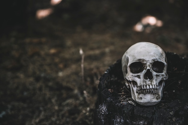 Crâne mort placé sur une souche noire