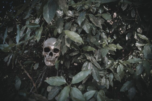 Crâne sombre dépassant des plantes