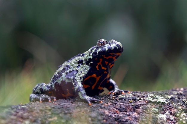 Crapaud ventre de feu face gros plan sur la mousse