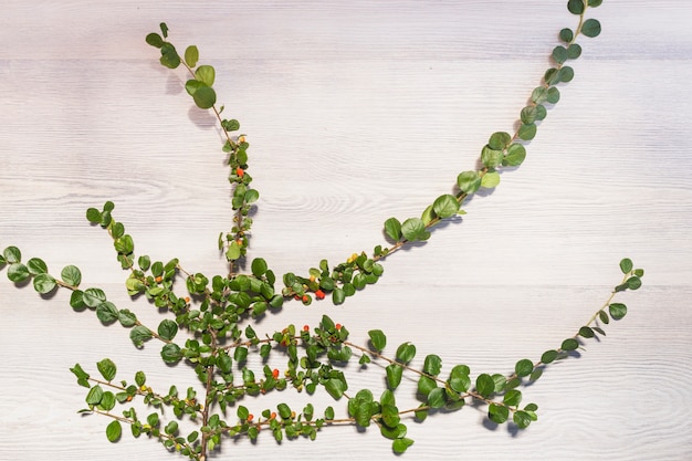 Creeper de plus en plus sur le mur en bois