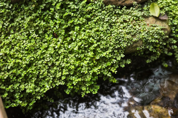 Creepers poussant sur un rocher au-dessus du ruisseau