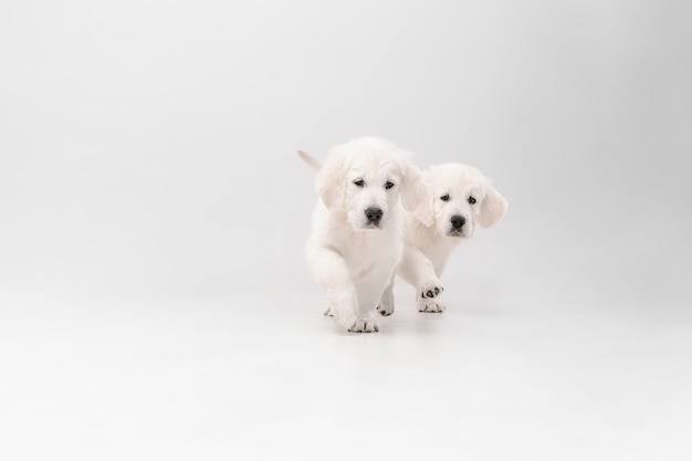 Crème anglaise golden retrievers isolé sur mur blanc