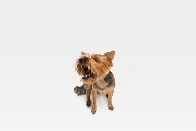 Crier, hurler. Chien Yorkshire terrier pose. Mignon chien noir brun ludique ou animal de compagnie jouant sur fond de studio blanc. Concept de mouvement, action, mouvement, amour des animaux de compagnie. Ça a l'air ravi, drôle.