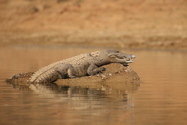 Photo gratuit crocodile agresseur dans la rivière