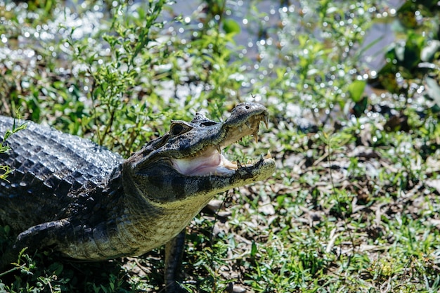 Crocodile américain avec une bouche ouverte entourée de verdure sous la lumière du soleil