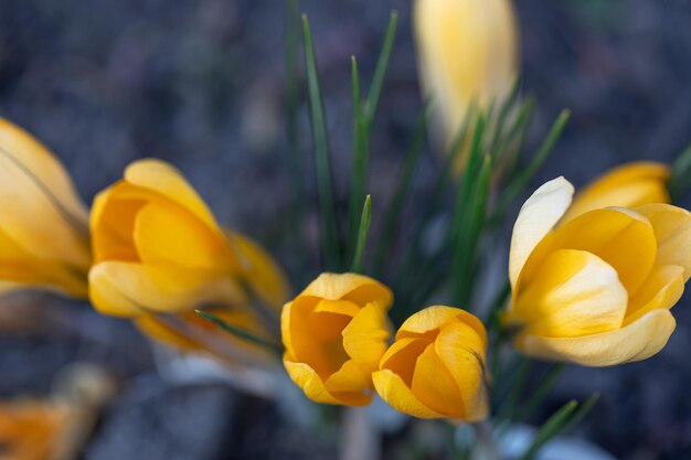 Les crocus orange poussent dans le gros plan de fond naturel du sol