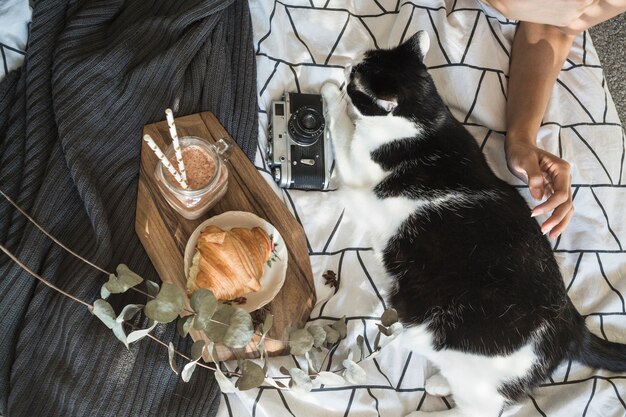 Crop main caressant le chat près de la caméra et du petit-déjeuner