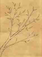 Photo gratuite croquis de plante de branche sur tableau noir