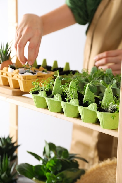 Photo gratuite cultiver des plantes dans une boîte à œufs façon créative de faire pousser des plantes