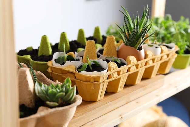 Cultiver des plantes dans une boîte à œufs façon créative de faire pousser des plantes