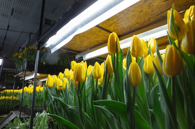 Photo gratuite cultiver des tulipes dans une serre fabriquée pour votre fête