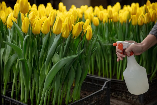 Cultiver des tulipes dans une serre